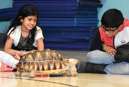 girl and boy watching a live turtle during summer camp